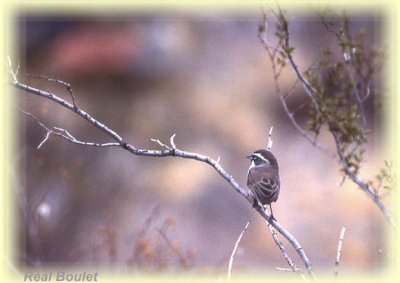 Bruant  gorge noire (Black-throated Sparrow)