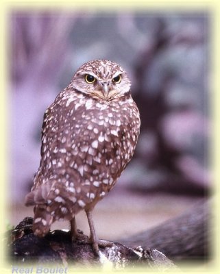 Chevche des terriers (Burrowing Owl)