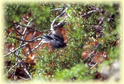 Gobemoucheron  queue noire (Black-tailed Gnatcatcher)