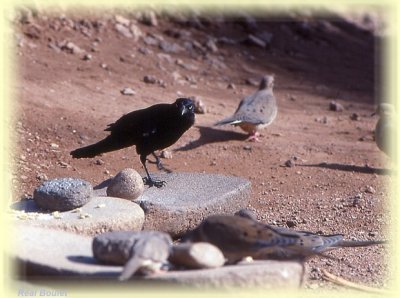 Quiscale  longue queue (Great-tailed Grackle)