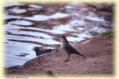 Quiscale de Brewer (Brewer's Blackbird)