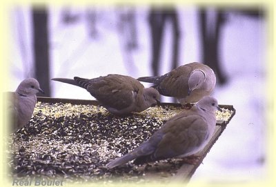Tourterelle rieuse (Ringed Turtle-Dove)