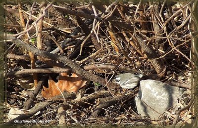 Paruline grise (Black-throated Gray Warbler)