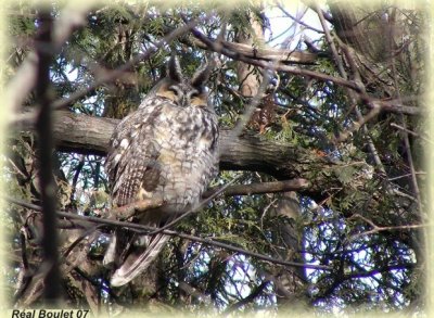 Hibou moyen-duc (Long-eared Owl)