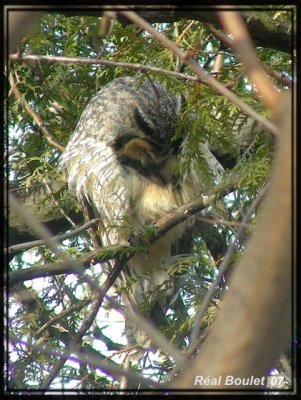 Hibou moyen-duc (Long-eared Owl)