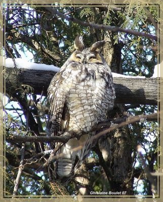 Hibou moyen-duc (Long-eared Owl)