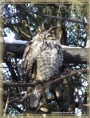 Hibou moyen-duc (Long-eared Owl)