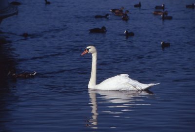 Cygne tubercul