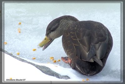 Canard noir (American Black Duck)