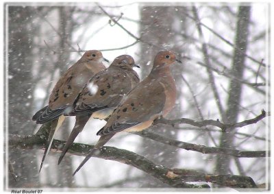 Tourterelle triste (Mourning Dove)