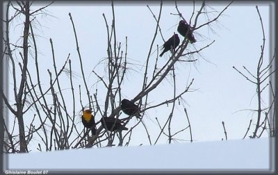 Carouge  tte jaune (Yellow-headed Blackbird)