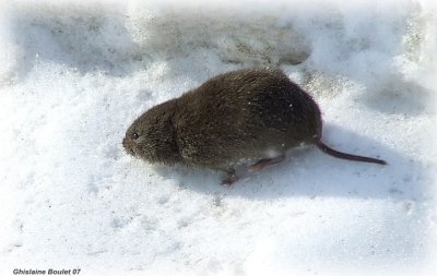 Souris