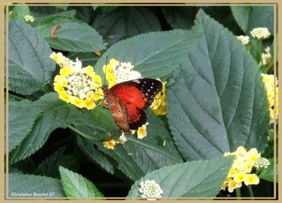 Cthosia biblis (Cethosia biblis)