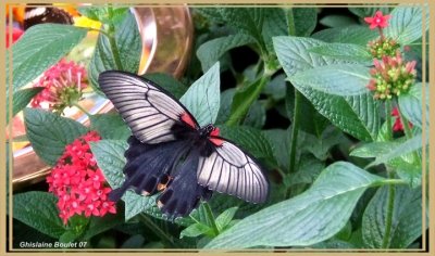 Grand Mormon (Papilio memnon)