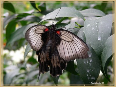 Grand Mormon (Papilio memnon)
