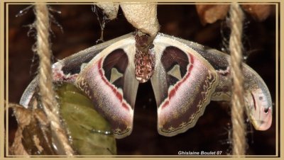 Papillon cobra (Attacus atlas)