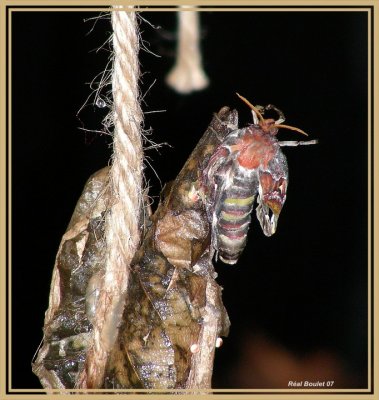 Papillon cobra (Attacus atlas)