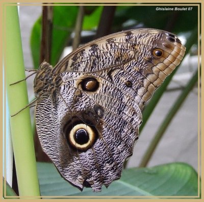 Papillon-chouette (Caligo eurilochus)