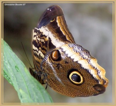 Papillon-chouette (Caligo eurilochus)