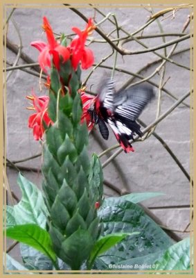 Porte-queue carlate (Papilio rumanzovia)