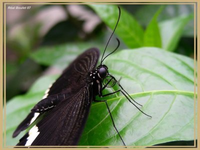 Voilier mormon (Papilio polytes)