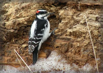 Pic chevelu (Hairy Woodpecker)