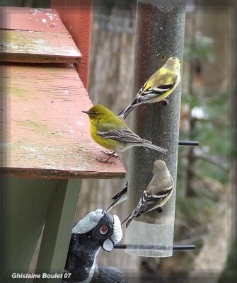 Paruline des pins (Pine Warbler)