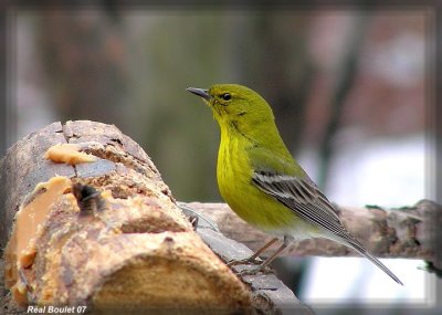 Paruline des pins (Pine Warbler)