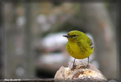 Paruline des pins (Pine Warbler)