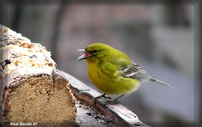 Paruline des pins (Pine Warbler)