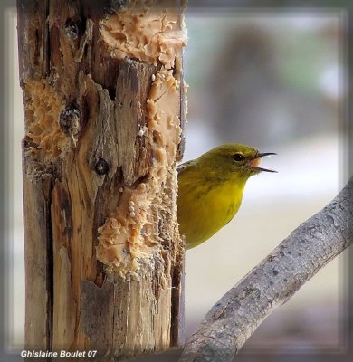 Paruline des pins (Pine Warbler)
