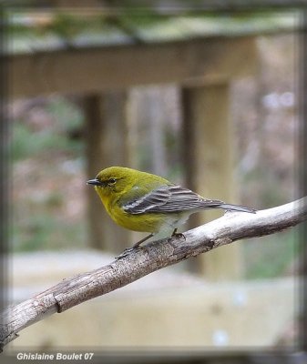 Paruline des pins (Pine Warbler)