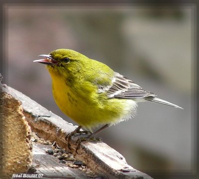 Paruline des pins (Pine Warbler)