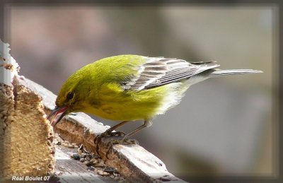 Paruline des pins (Pine Warbler)
