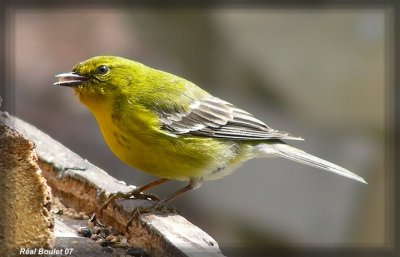Paruline des pins (Pine Warbler)