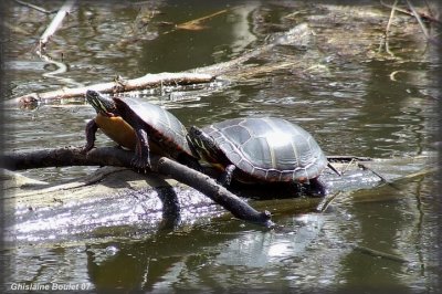 Tortue peinte