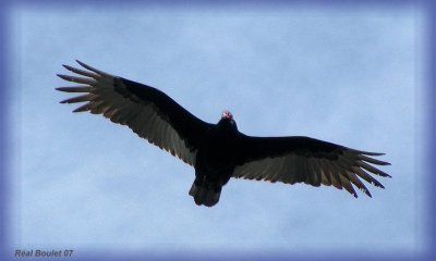 Urubu  tte rouge (Turkey Vulture)