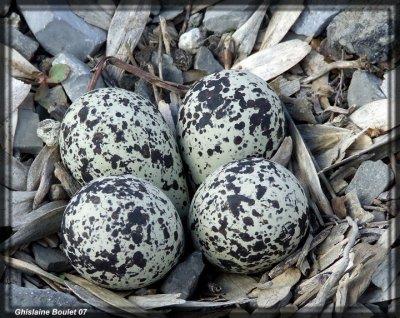 Pluvier kildir (Kildeer)