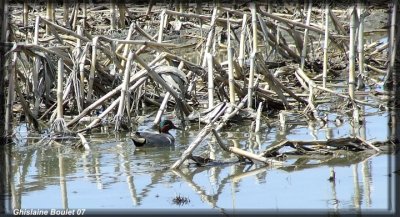 Sarcelle d'hiver (Green-winged Teal)