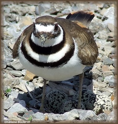 Pluvier kildir (Kildeer)