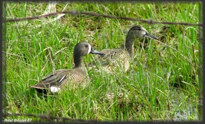Sarcelle  ailes bleues (Blue-Winged Teal)