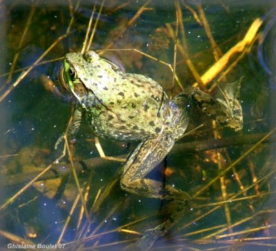 Grenouille verte