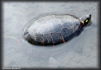 Tortue peinte