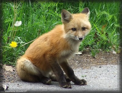 Renard roux