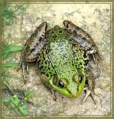 Grenouille verte