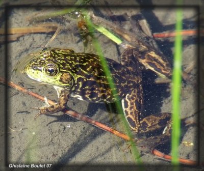Grenouille du nord femelle adulte, forme rticule