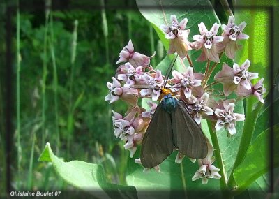 Ctnuche de Virgine - Ctenucha virginica 