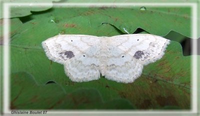 Scopula limboundata