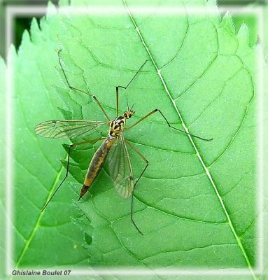 Tipule tigrée