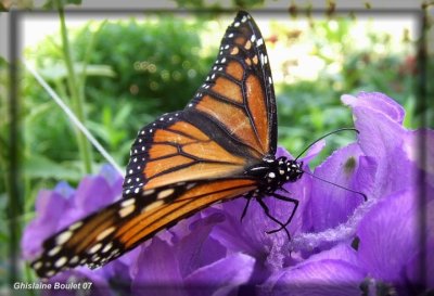 Monarque - Danaus plexippus 